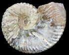 Nice Discoscaphites Gulosus Ammonite - South Dakota #43662-1